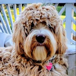 Peaches - Australian Labradoodle