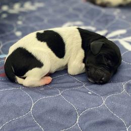 Cowboy - Black and white male German Shorthaired Pointer puppy in Hot Springs, Virginia from Thunder Mountain Gun Dogs