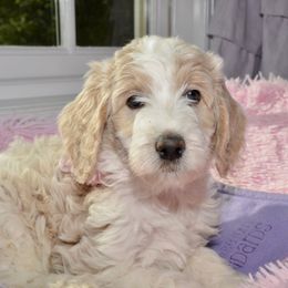Bernedoodle and Goldendoodle Puppies from Above and Beyond Standards