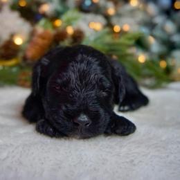 Vincent ( Van Gogh) - Black and white male Aussiedoodle puppy in Davie, Florida from Miami Mini Doodles