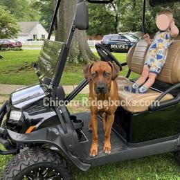 Rhodesian Ridgeback All Grown Up from Chicora Rhodesian Ridgebacks