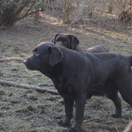 Miri - Labrador Retriever