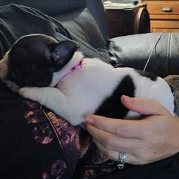 Girl 1 - White and brindle female French Bulldog puppy in Cleveland, Ohio from Pleasant Valley French Bulldogs