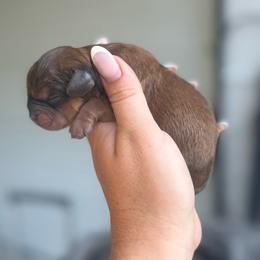 Timber - Sable male Cavapoo puppy in 77304, Texas from Little Valley Puppies