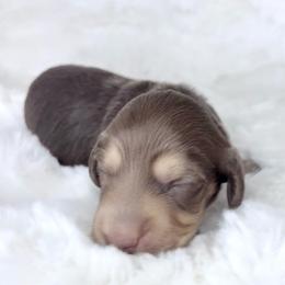 Screech - Chocolate and cream male Dachshund puppy in Perris, California from The Dach House