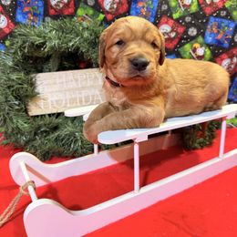 AKC girl 3 red collar - Dark golden female Golden Retriever puppy in Joshua, Texas from 3 Gun Retrievers