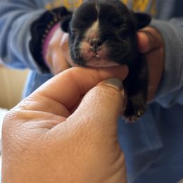 Yellow collar - Brindle and white female French Bulldog puppy in Auburn, Maine from Jaded French Bulldogs and Bullmastiffs
