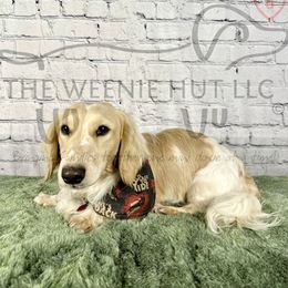 Earl Grey - Dachshund