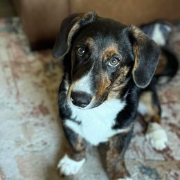 American Corgi, Cardigan Welsh Corgi, and Pembroke Welsh Corgi Puppies from Enok Corgis