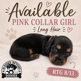 Pink collar girl - Black and tan female Dachshund puppy in Isabel, South Dakota from Blessed Beyond Doxies
