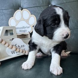Hope - Lady Liberty Litter - female Australian Mountain Doodle puppy in Greenville, Ohio from Woodbriar Wags