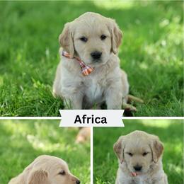 Africa - Golden female Golden Retriever puppy in Payette, Idaho from Stonewick Retrievers