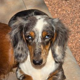 Skye - Dachshund