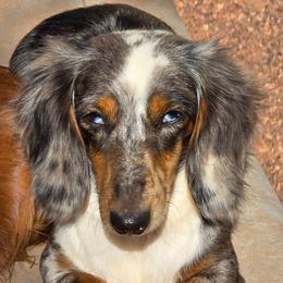 Skye - Dachshund