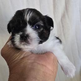 Tyme - Silver gold and white female Shih Tzu puppy in Fallon, Nevada from Grandma Ts Precious Puppies