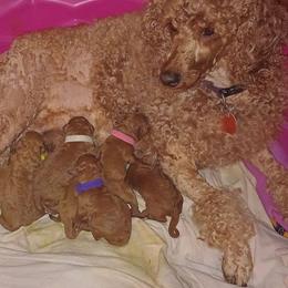 Red male - Red  male Poodle puppy in Licking, Missouri from Majestic Embrace Poodles