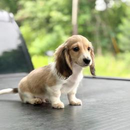 AKC Cream Piebald 3500 (pay in full at pickup - no deposit) - Cream male Dachshund puppy in Pauls Valley, Oklahoma from Simply Happy Dachshunds