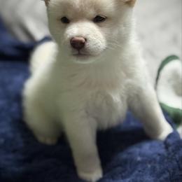 Cookie - Cream female Shiba Inu puppy in Gladewater, Texas from Mirage Siberians