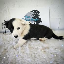 Girl 1 - Black and white female Cardigan Welsh Corgi puppy in Natchitoches. La, Louisiana from Bleu Bayou Corgis