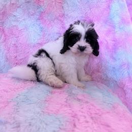 Cookies n Cream - Black and white female Cavapoo puppy in Knoxville, Tennessee from Rocky Top Cavapoos