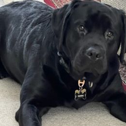 Labrador Retrievers from Adina's Labs