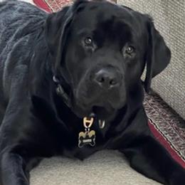 Labrador Retrievers from Adina's Labs