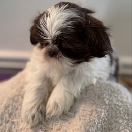 Bandit - Liver and white female Shih Tzu puppy in Covington, Georgia from Top Hats 2  Shih Tzu’s
