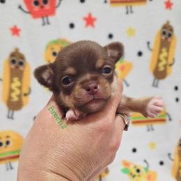 Boy 1 - Chocolate and tan male Chihuahua puppy in Richmond, Virginia from Breens