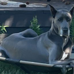 Great Danes from Great Heart Great Danes
