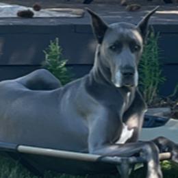 Great Danes from Great Heart Great Danes