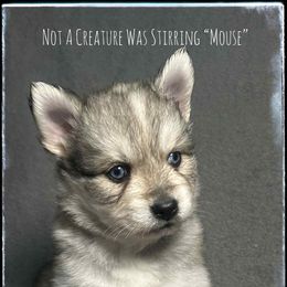 Runamok Not A Creature Was Stirring (Mouse) - Wolf sable male Pomsky puppy in St. Maries, Idaho from Runamok Farm