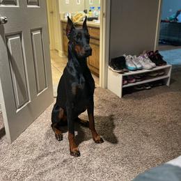 Doberman Pinscher All Grown Up from Elite Dobermans of Atlanta
