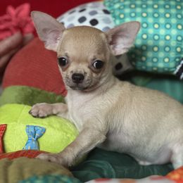 Sammy - Fawn male Chihuahua puppy in Allentown, Pennsylvania from Tsunami Cockers & Chihuahuas