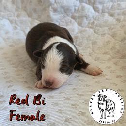 Tacoma - Red & white female Toy Australian Shepherd puppy in Jaroso, Colorado from Heaven Sent Aussies