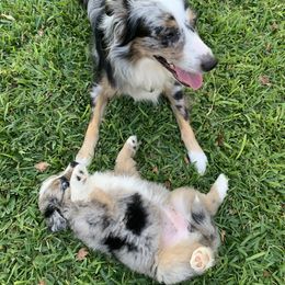 Miniature Australian Shepherd Puppies from Firefly River Mini Aussies