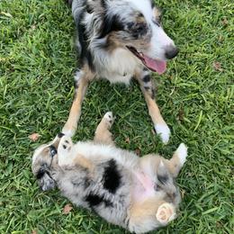 Miniature Australian Shepherd Puppies from Firefly River Mini Aussies
