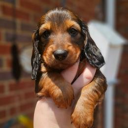 Chewie- AKC- Gorgeous Shaded Red (Mahogany) - Red male Dachshund puppy in Loganville, Georgia from Royal Dackel Haus