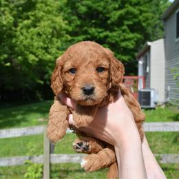 Kiwi - Apricot male Goldendoodle puppy in Batavia, Ohio from Cozy Cove Goldendoodles