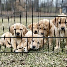 Labrador Retriever Puppies from DeVoy Country Labs