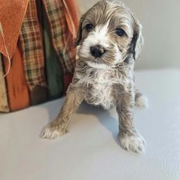 Honey - Buff and white female Cockapoo puppy in Rutherford County, North Carolina from Simply Grace Farms