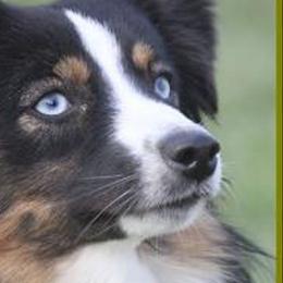 Aussiedoodles, Miniature Australian Shepherds, and Toy Australian Shepherds from Sapphire Stables