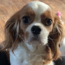 Cavalier King Charles Spaniels and Cavapoos from Rocky Top Cavapoos