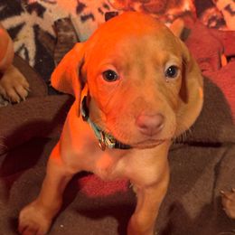 Jojo - Golden rust female Vizsla puppy in Plymouth, Minnesota from Carlson Vizslas