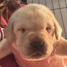 Diamond - Yellow male Labrador Retriever puppy in Rock Hill, South Carolina from North Star Retrievers