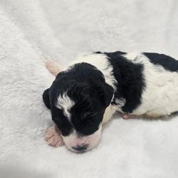 Fern - Phantom female Poodle puppy in Puyallup, Washington from Pure Parti Poodles
