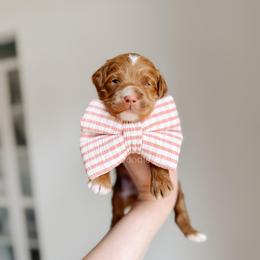 Dock - Red  male Goldendoodle puppy in Syracuse, Indiana from The Doodle Cove