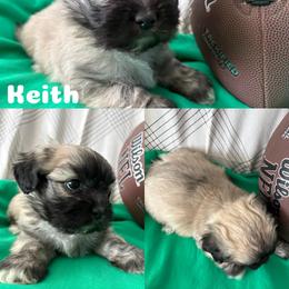 Keith - Cream male Lhasa Apso puppy in Cincinnati, Ohio from Shangri-La Lhasa Apsos