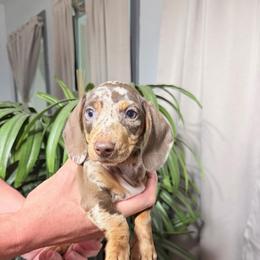 Cappuccino  Chocolate and Tan Dapple - Dapple male Dachshund puppy in Bremen, Georgia from Jones Royal Kennels / Jones Miniature Dachshunds
