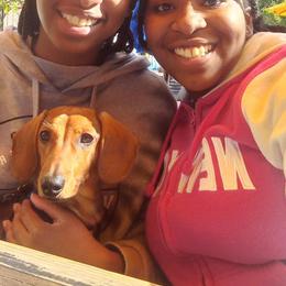 Dachshund Puppies from Army of Dachshunds