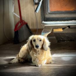 Kenny - Dachshund